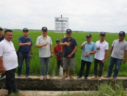 JFK Datangkan Bibit Unggul Padi dan Pupuk Probiotik untuk Petani di Luwu, Ditaksir Produksi Bisa Capai 12 Ton per Hektare