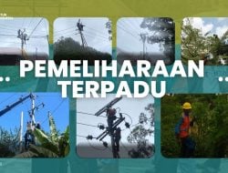 PLN ULP Makale Lakukan Pemeliharaan Jaringan