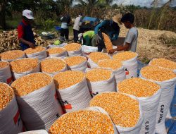 PT Japfa Komitmen Serap Hasil Panen Jagung Petani