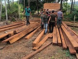 KPH Angkona Temukan Puluhan Kubik Kayu Tak Bertuan di HL Tarabbi