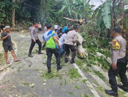 Pohon Besar Tumbang di Penghubung Jalan Burake dan Ariang Kecamatan Makale