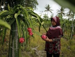 Astra Dorong Petani Buah Naga Banyuwangi ‘Naik Kelas’