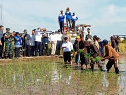 Mentan Panen Sekaligus Tanam Padi di Lahan Seluas 300 Hektare di Gowa