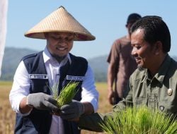 Andi Sudirman Berhasil Bawa Sulsel Surplus Beras 2,08 Juta Ton, Tertinggi se Indonesia