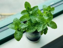 Ketahui, Ini 5 Manfaat Luar Biasa dari Daun Mint Untuk Kesehatan