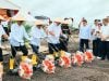 Dukung Swasembada Pangan, Kementan Gandeng PTPN Optimalkan Lahan Perkebunan untuk Tumpang Sari Padi Gogo