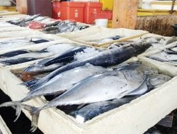 Hati-hati, Ini 10 Ikan Dengan Kandungan Merkuri Tinggi, Pertimbangkan Sebelum Dibeli