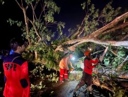 Dihantam Angin Kencang, 15 Rumah Rusak, Pohon Tumbang Tutup Badan Jalan, Trans Sulawesi Lumpuh Empat Jam