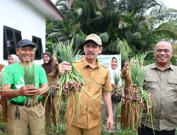 Pj Wali Kota Panen Bawang Merah di Demplot, Firmanza: Kita akan Galakkan Budidaya Bawang Merah