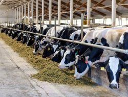 US-Indonesia Dairy Partnership Berdayakan Peternak untuk Meningkatkan Sektor Peternakan Sapi Perah Indonesia