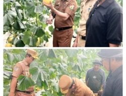 Sekda Toraja Utara Panen Perdana Buah Melon Golden, Hasil Lahan Screen House Kelompok Tani