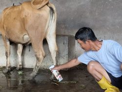 Waspada! PMK Menyebar di Sulsel, Sudah 338 Sapi Terinfeksi