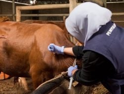 Waspada! 30 Ekor Sapi Suspek Terinfeksi PMK di Palopo