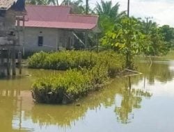 Duh! Puluhan Ribu Hektare Sawah Tenggelam, Tanggul Sungai Baliase Jebol di Desa Pettalandung