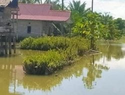 Puluhan Ribu Hektare Sawah Tenggelam