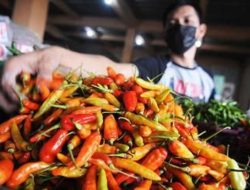 Cabai Rawit Makin Pedas, Tembus Rp70 Ribu Perkg