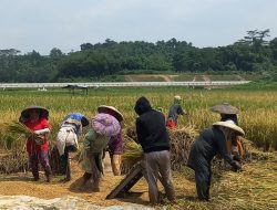 Panen Meningkat, Petani Nilai Kemudahan Pupuk Jadi Faktor Kunci