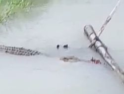 Astaga! Buaya Masuk Permukiman di Malangke Saat Banjir…