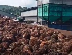 Petani Ancam Segel Pabrik KMP
