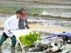 Sering Turun ke Sawah, Mentan Amran Dipuji Wapres Gibran Hingga Presiden Prabowo