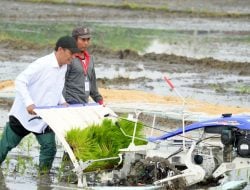 Sering Turun ke Sawah, Mentan Amran Dipuji Wapres Gibran Hingga Presiden Prabowo