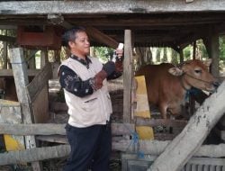 Stok Hewan Kurban di Lutim Capai 1.970 Ekor, DPKP Mulai Pemeriksaan Kesehatan