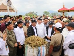 Bupati Lutim Irwan Bachri Syam Dampingi Mentan RI Saksikan Panen Raya Padi di Desa Margomulyo