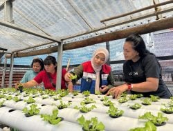 Kolaborasi Hijau Wujudkan Ketahanan Pangan Keluarga, Pertamina Patra Niaga IT Bitung Dukung Pemberdayaan Ibu Rumah Tangga Melalui Hidroponik