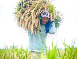 Produksi Beras Nasional Januari–Juli 2025 Tembus 21,76 Juta Ton, Naik 14,49 Persen