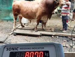 Pemkot Terima Sapi Kurban Raksasa dari Presiden Prabowo Jenis Limosin, Beratnya Capai 807 Kg