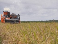 FAO Prediksi Produksi Beras Indonesia Capai 35,6 Juta Ton, Cetak Sejarah Baru