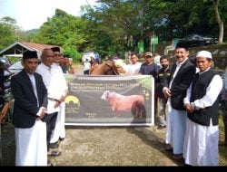 Pj Wali Kota Palopo Serahkan Sapi Kurban Presiden kepada Pengurus Masjid Babul Khaerat To’ ipi Kelurahan Padang Lambe