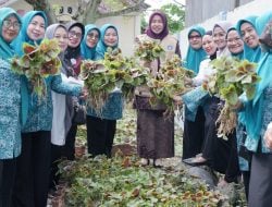 Kuniah Panen Perdana Sayur Bayam di Belopa, Minta Anggota TP-PKK Jadi Contoh di Masyarakat