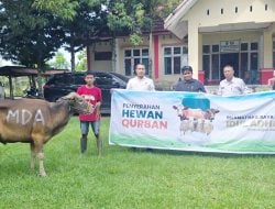 MDA Tebar Hewan Kurban, Dukung Pemberdayaan Peternak dan Koperasi Lokal