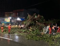 Pohon Tumbang Timpa Dua Lapak di Depan Toko Sinar Setuju Takkalala