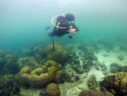 Desa Mabonta Luwu Timur Punya Potensi Wisata Bahari Bawah Laut yang Eksotik