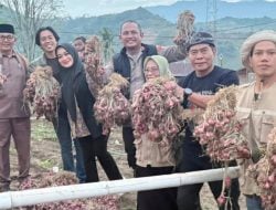 Bertujuan Jajaki Potensi Kolaborasi Komoditas Hortikultura Enrekang, Gubernur Kaltara Berkunjung Langsung ke Perkebunan Bawang di Sossok