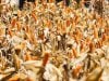 Produksi Jagung Nasional Surplus, Ini Strateginya Menurut Mentan