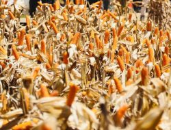 Produksi Jagung Nasional Surplus, Ini Strateginya Menurut Mentan