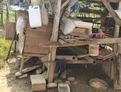 Ratusan Ayam Kampung di Perumahan Permai Lagego Burau Mati Mendadak