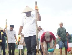 Lintas Sektor di Luwu Ramai-ramai Tanam Jagung