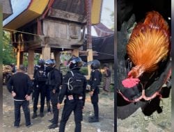 Gerebek Sabung Ayam, Polres Torut Berhasil Menangkap Satu Ekor Ayam Jantan